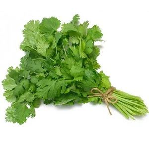 Coriander one bunch